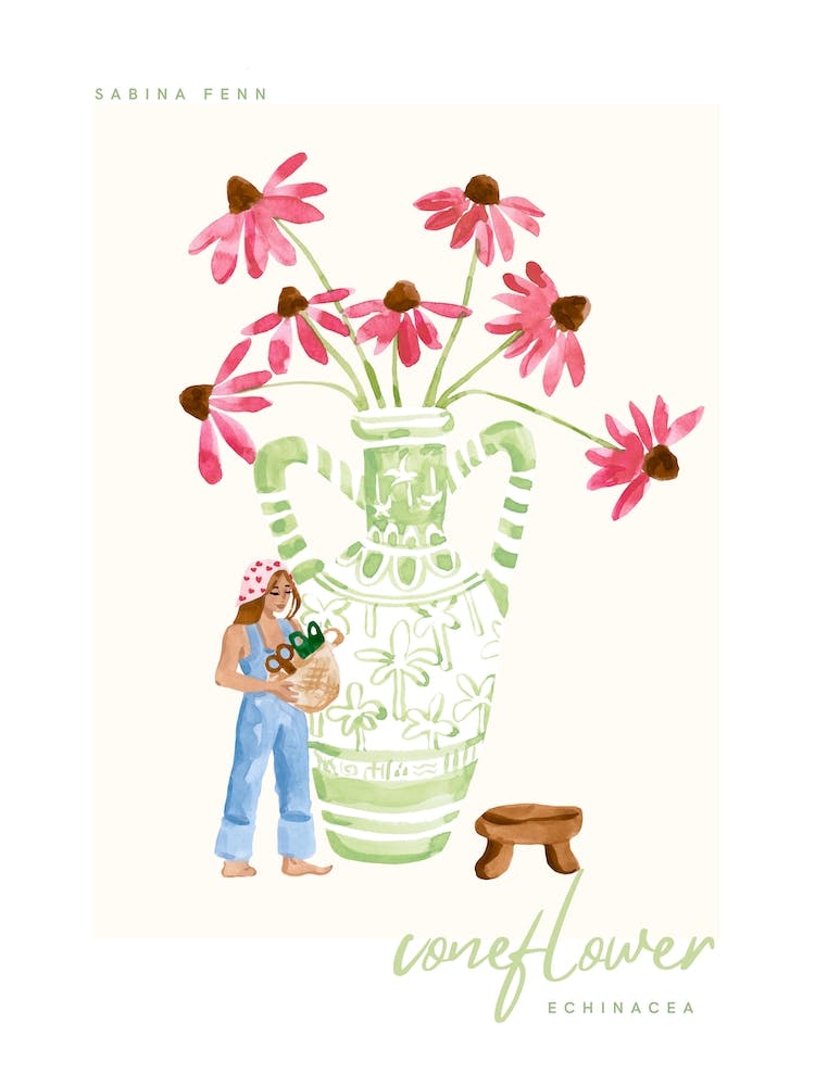 Echinacea by Sabina Fenn