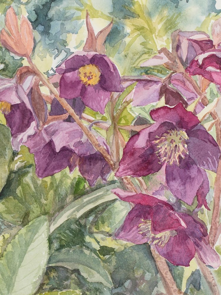 Hellebores