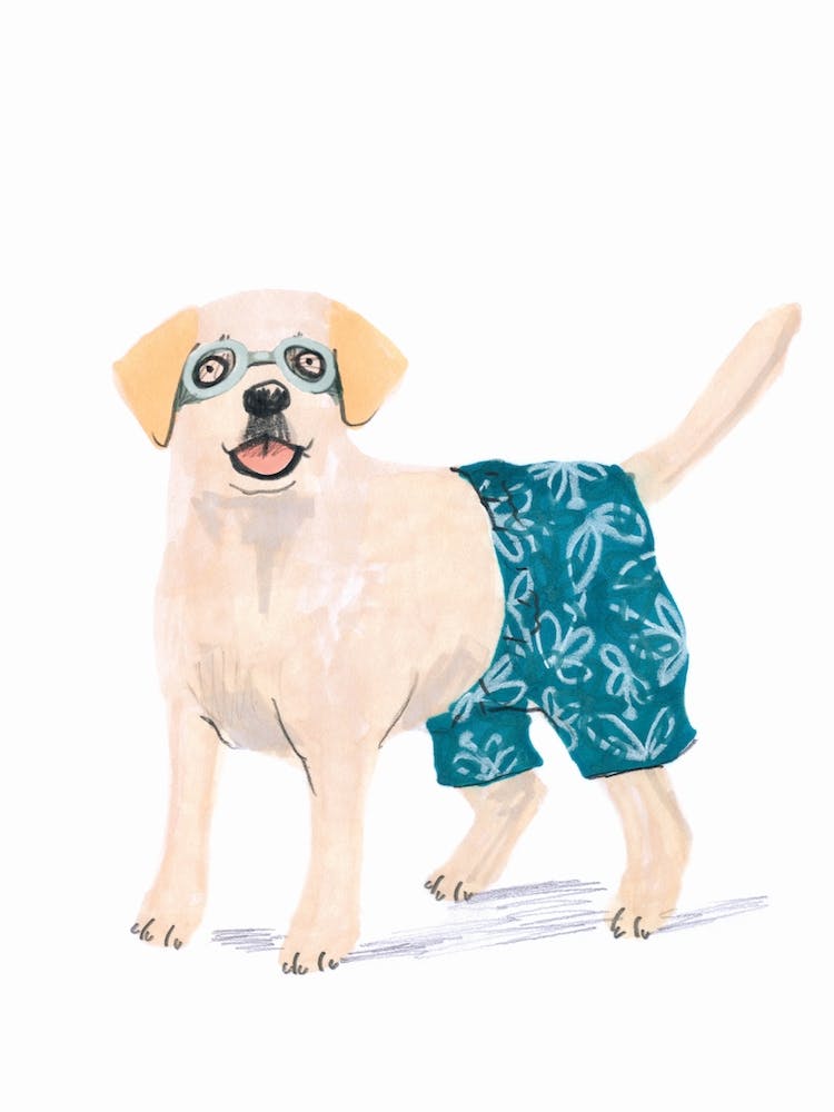 Labrador Swimtime