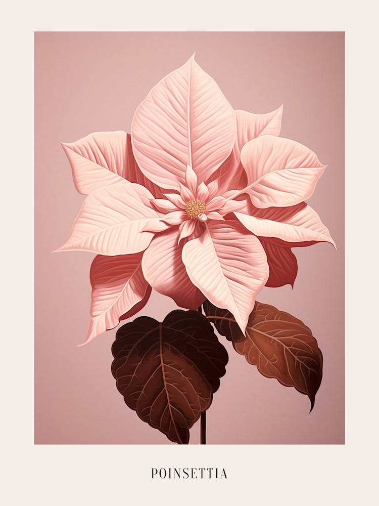 Blumenillustration Weihnachtsstern 2 Poster