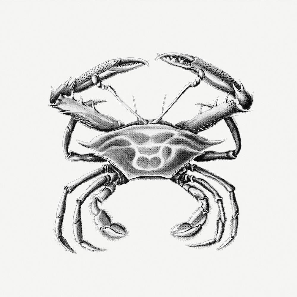 Vintage Crab, Ernst Haeckel