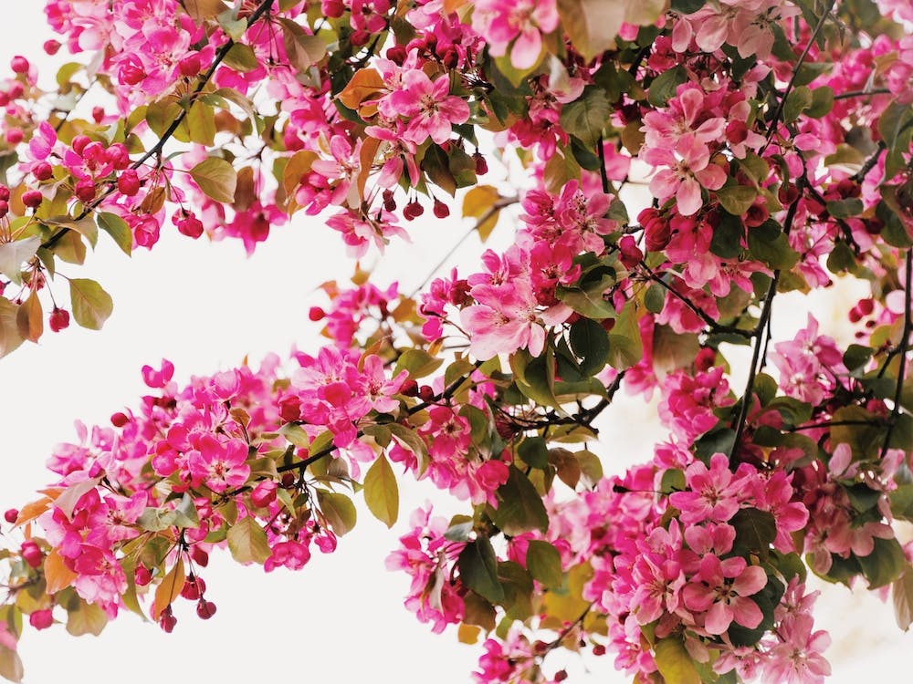 Dark Pink Flower Tree