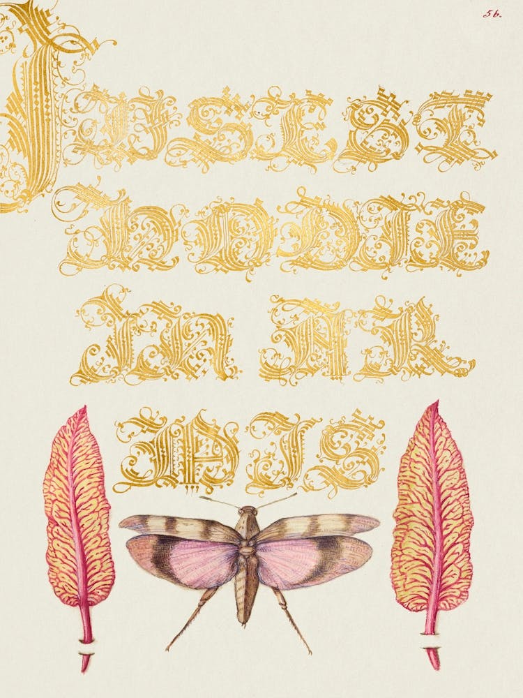 Chard Leaves And Red Winged Grasshopper From Mira Calligraphiae Monumenta, Joris Hoefnagel