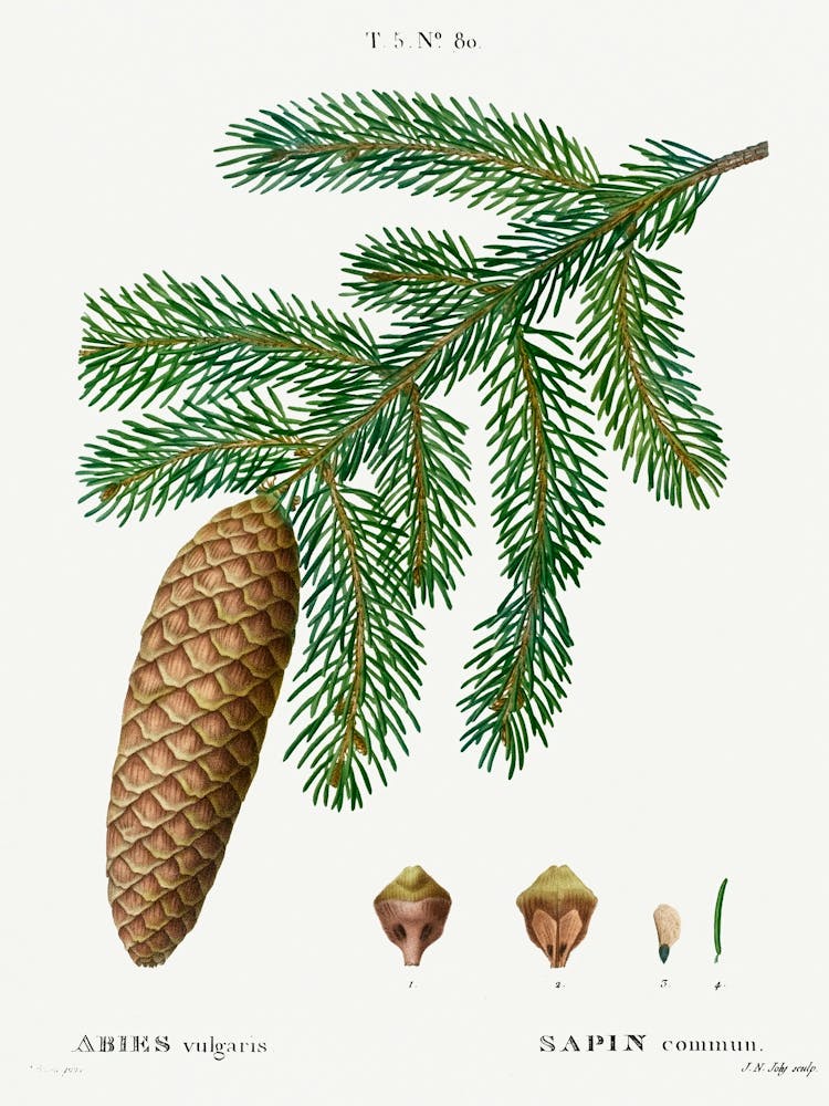Norway Spruce, Pierre Joseph Redoute