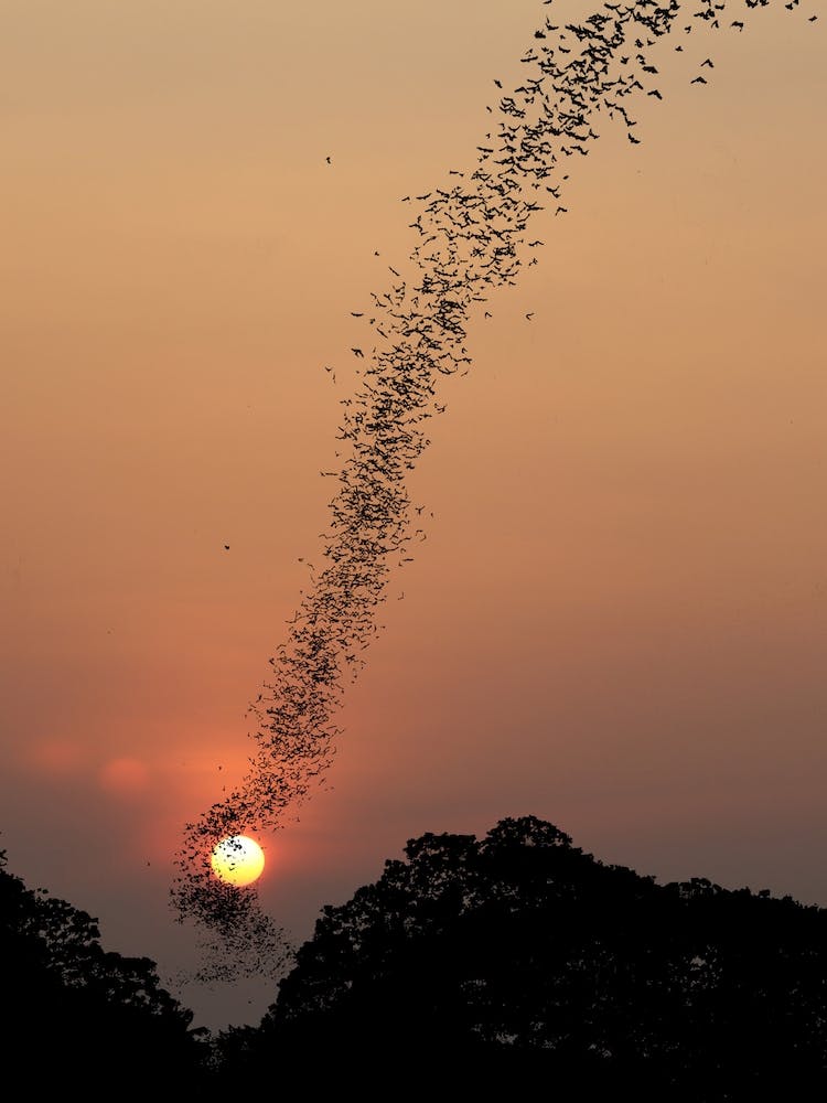 Fledermausschwarm bei Sonnenuntergang