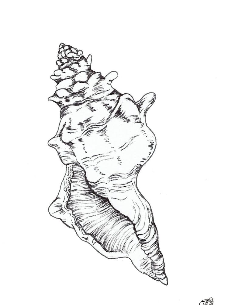 Black and White Sea Shell