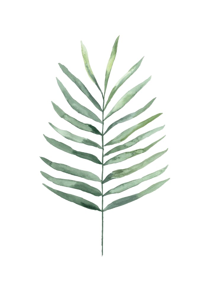 Botanical Illustration Fern