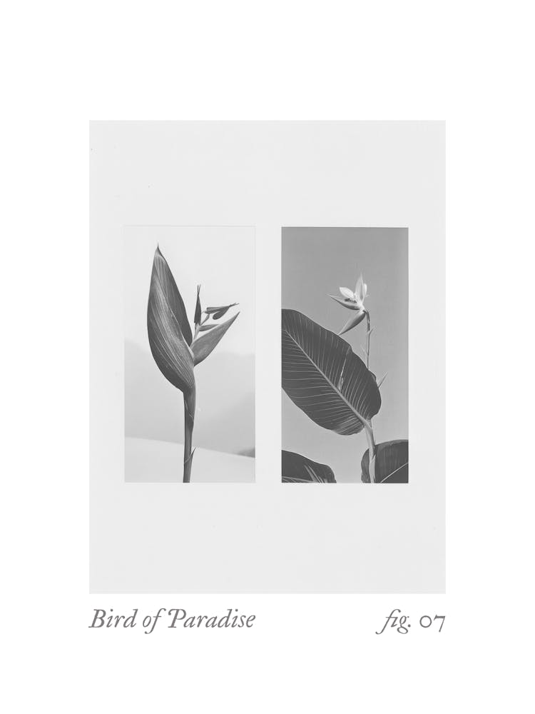 Bird Of Paradise Botanical Collage 3