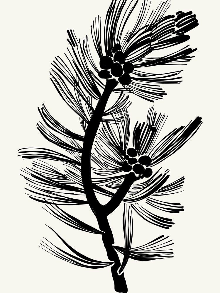 Branche de Pin Encre Noire et Blanche