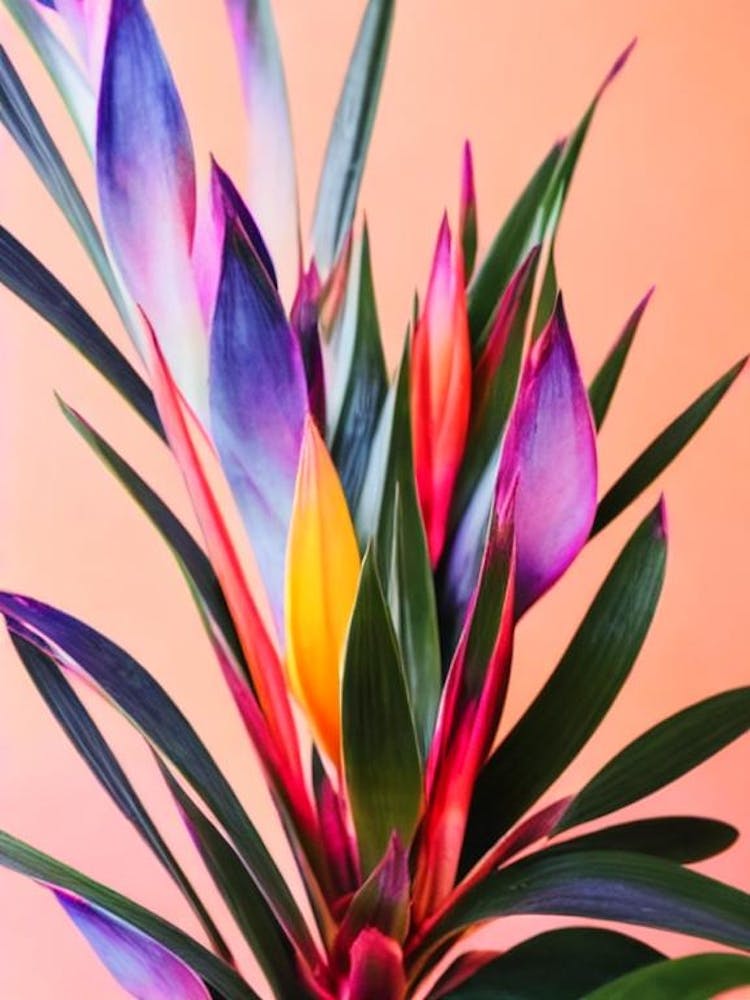 Bromeliad Colourful Illustration