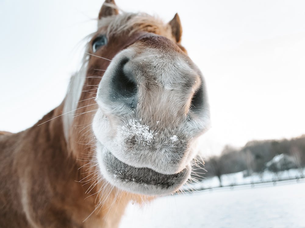 Snowy Horse Nose