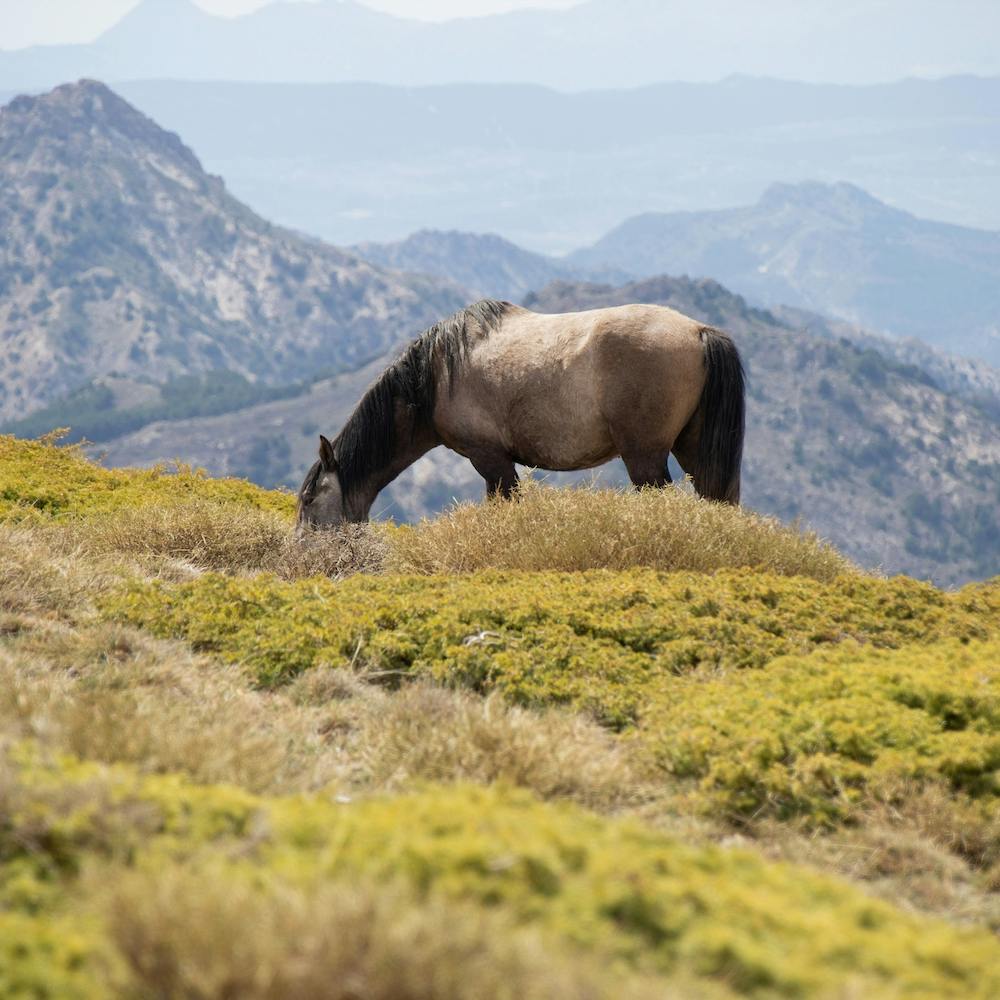 Wild Horse Sierra Nevada