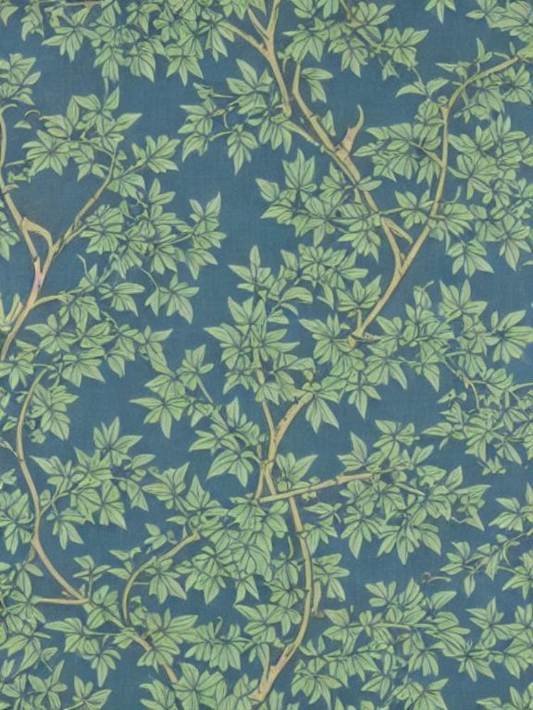 Japanese Cypress tree Vintage Botanical