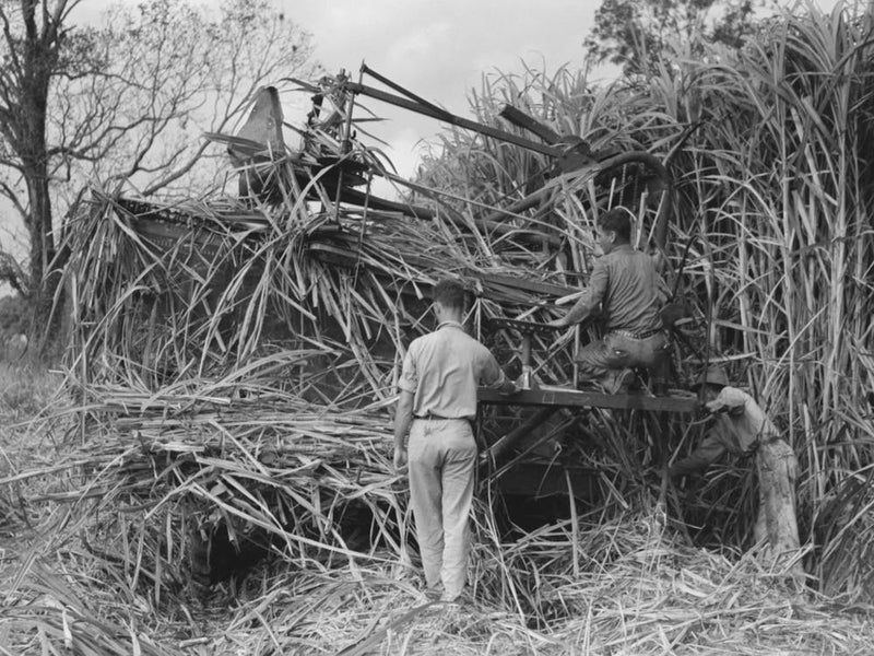 Wurtele Sugarcane Harvester Bogged Down And Out Of Temporary Running Condition, Mix, Louisiana By Russell Lee
