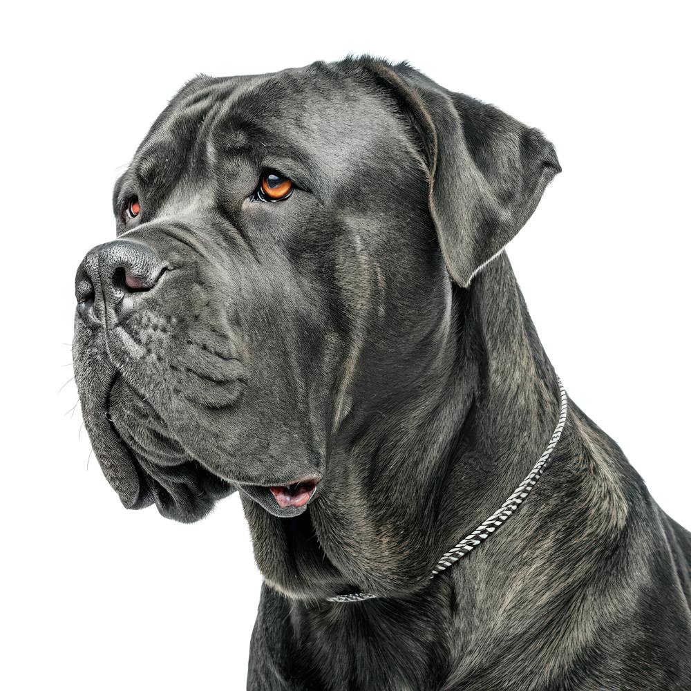 Cane Corso Dog Portrait