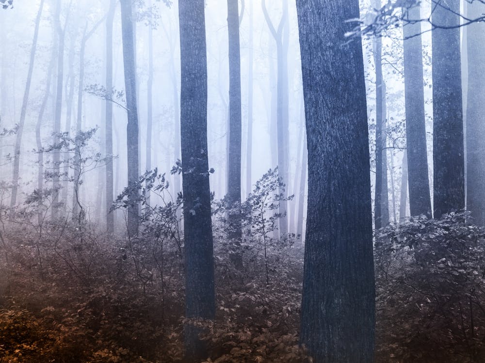 Waldtraumland - Pacific Northwest Natur II