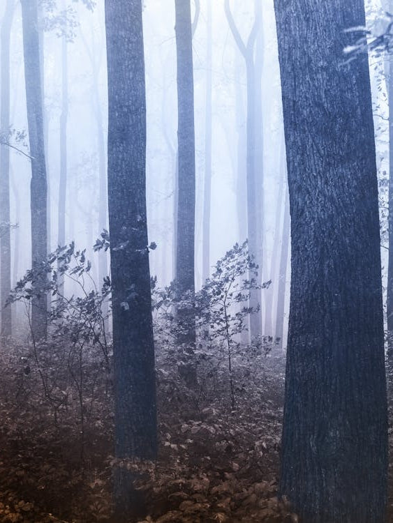 Forest Dreamland - Pacific Northwest Nature II