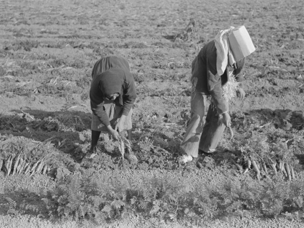 Pulling And Tying Carrots In Field Near Santa Maria, Texas By Russell Lee