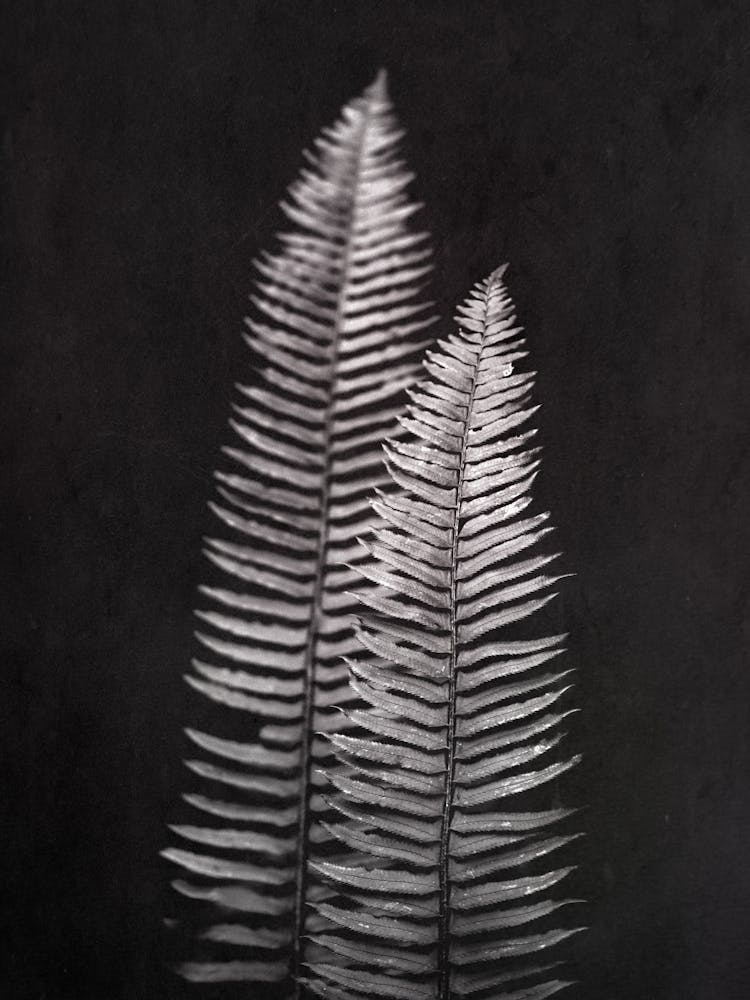 Forest Fern Leaves Black and Whtie