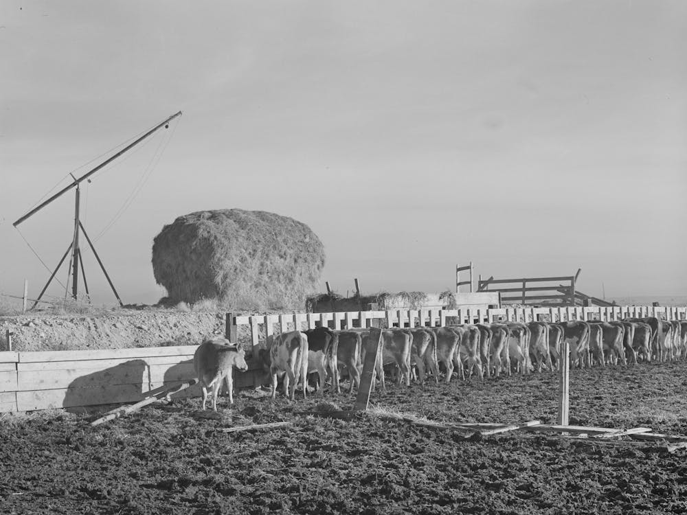 Untitled Photo, Possibly Related To Dairy Cattle On Farm On Black Canyon Project, Canyon County, Idaho By Russell Lee