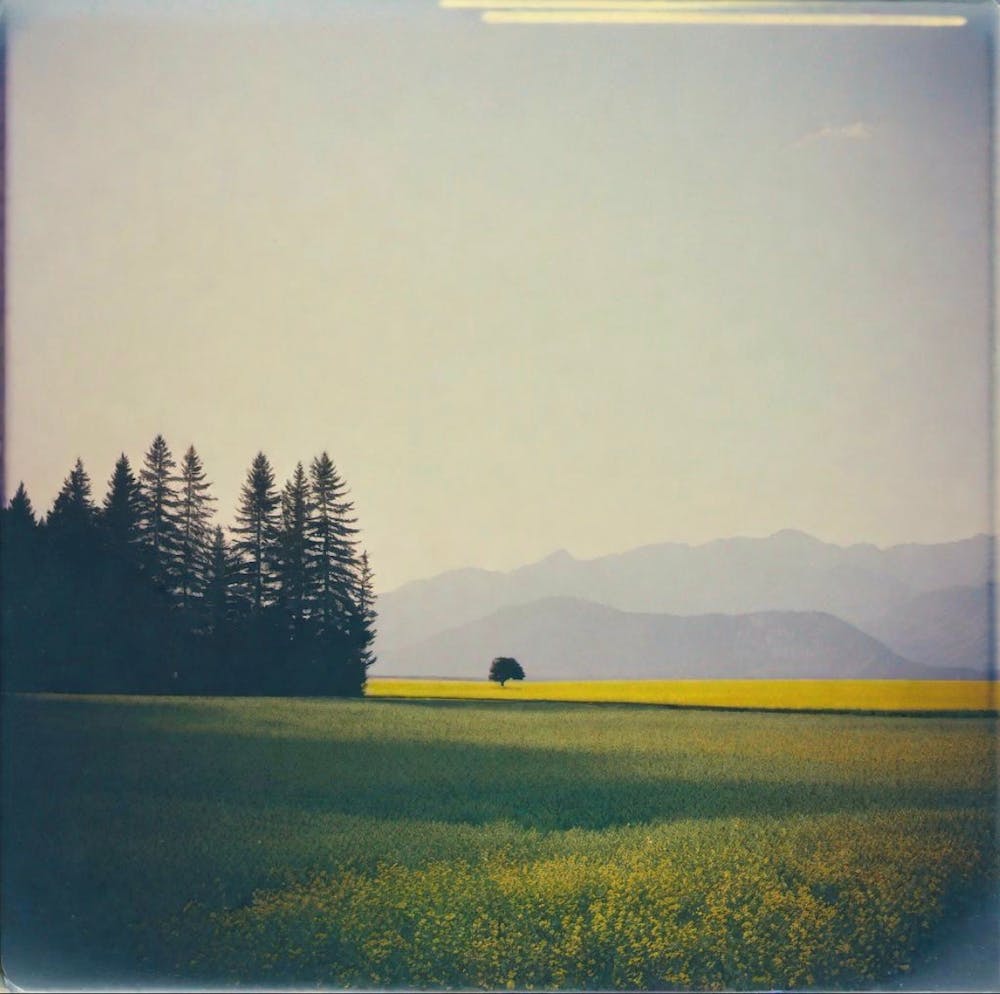 Field Of Yellow