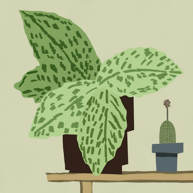 Cactus Stock