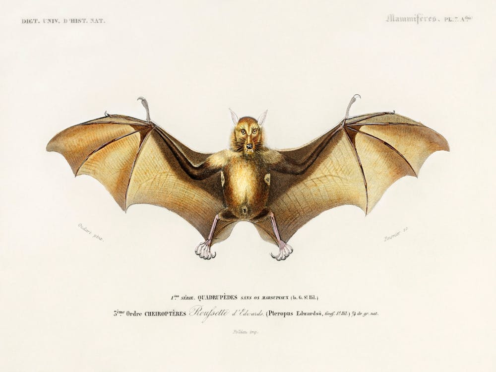 Bat (Roufsette), Charles Dessalines D'Orbigny