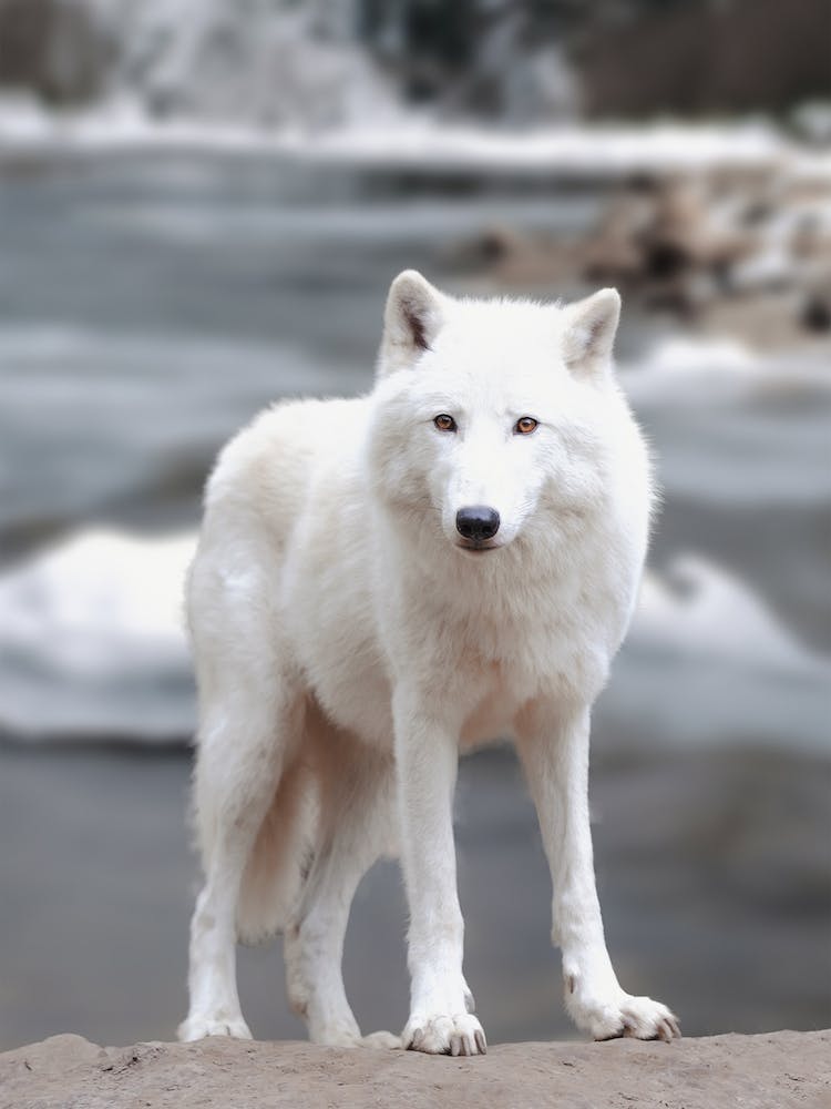Weißer Winterwolf
