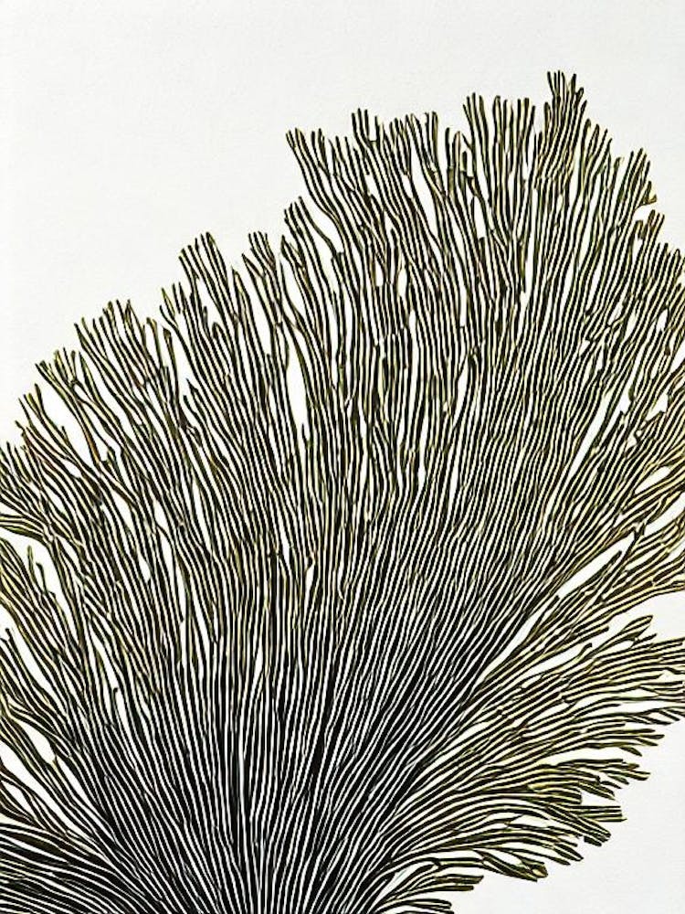 Acropora Suharsonoi Iii Linogravure