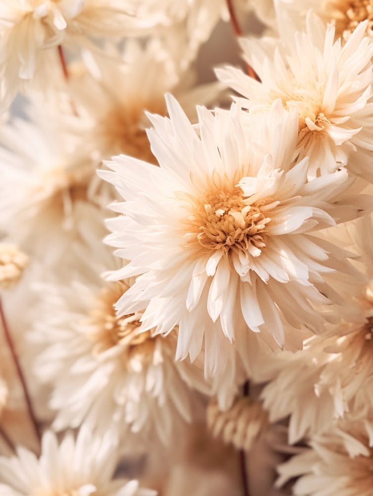 Boho Dried Flowers Asters 5