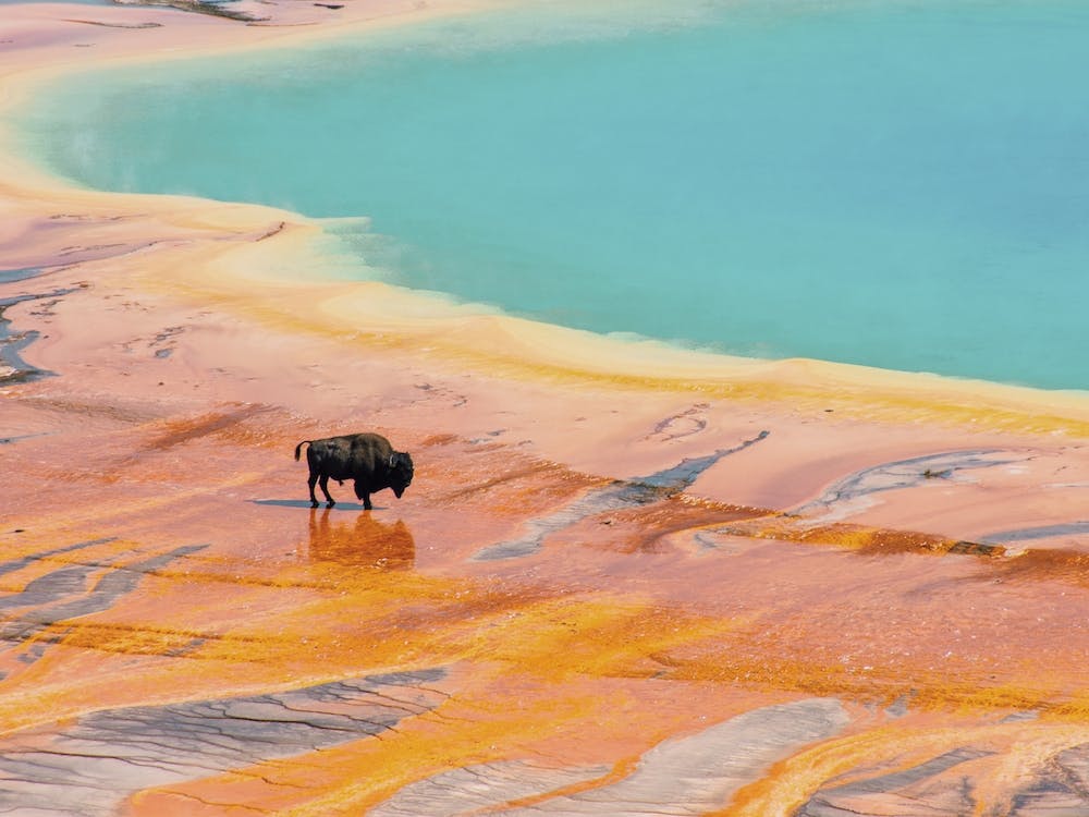 Bison In Prismatic Waters
