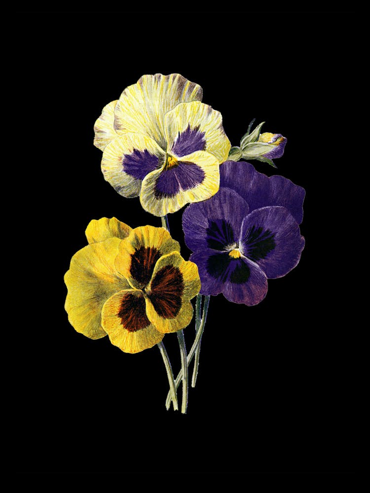 Pansies 2