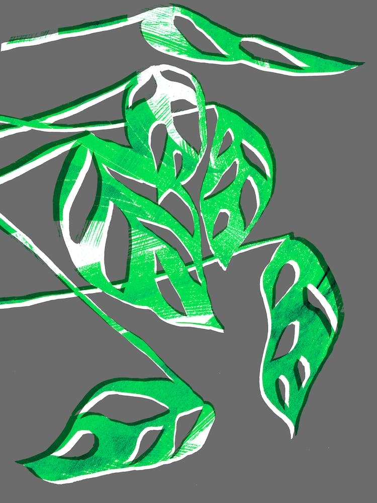 Monstera Obliqua In Grey And Green