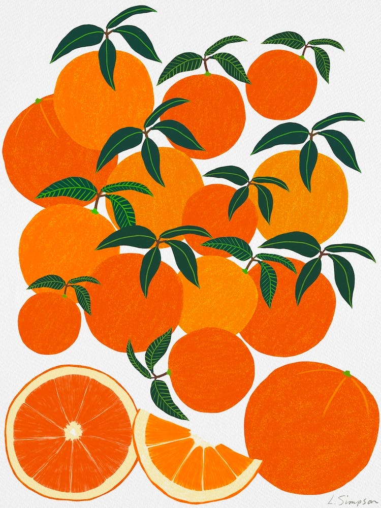 Récolte d'Oranges