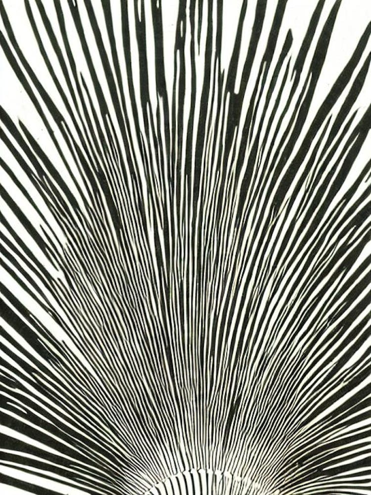 Fan Worm Linocut