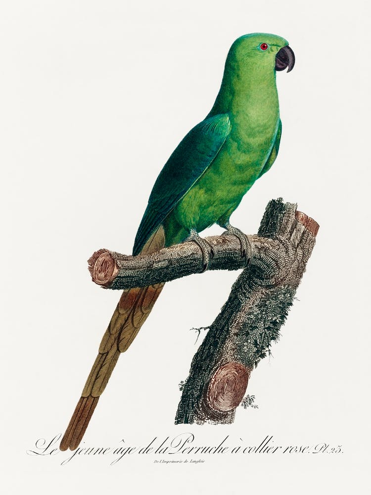 The Rose Ringed Parakeet Natural History Of Parrots, Francois Levaillant