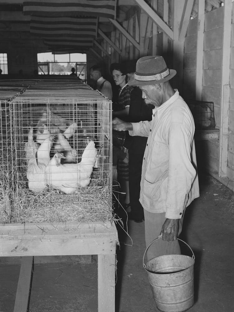 Woker Watering Chickens At South Louisiana State Fair, Donaldsonville, Louisiana By Russell Lee