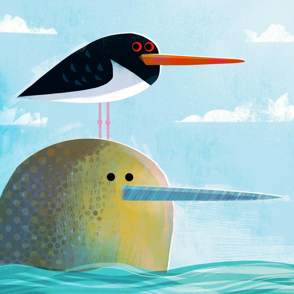 Narwhal with Pesky Oystercatcher