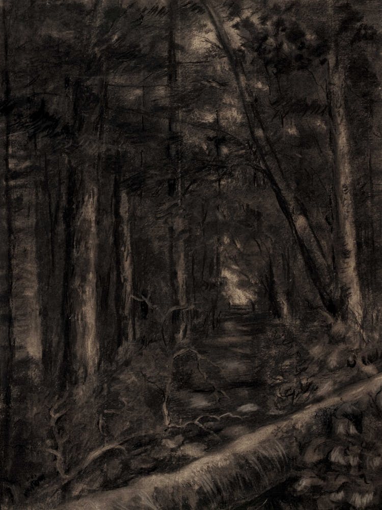 'The Woods'
