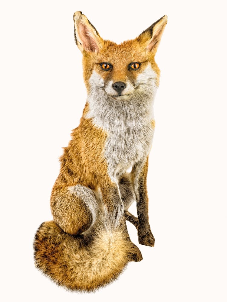 Animal III