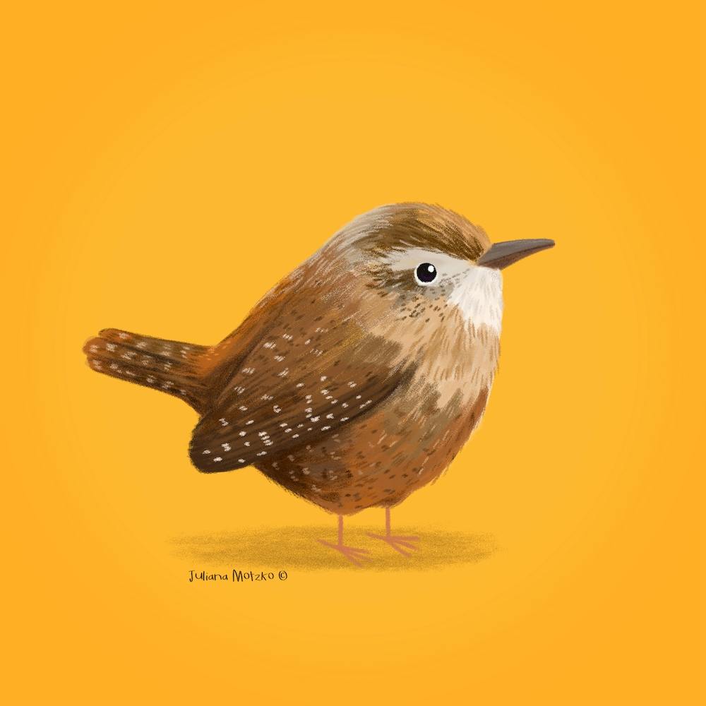 Wren Bird
