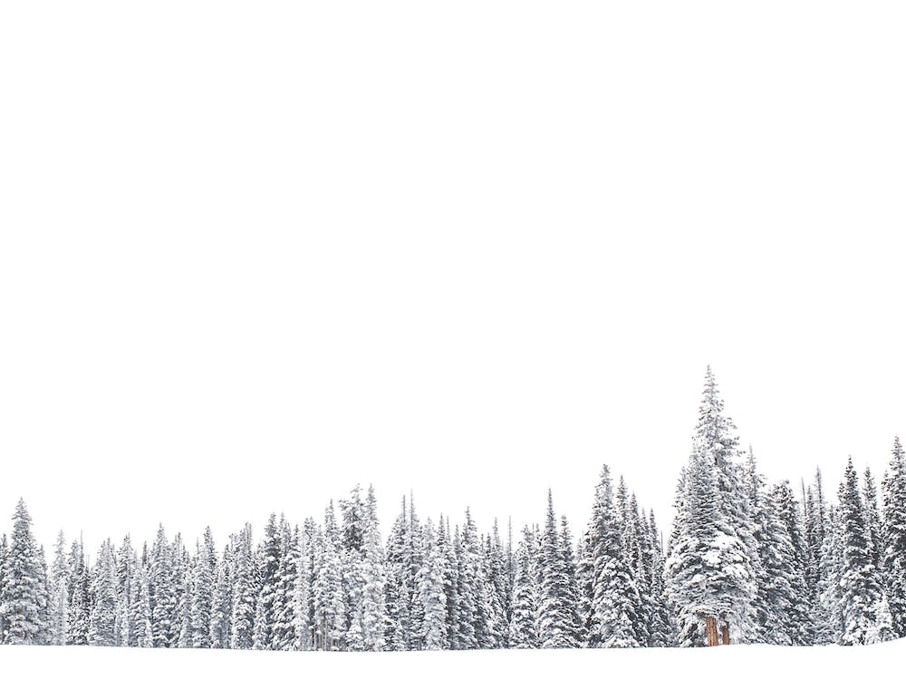 Edge Of Snowy Forest