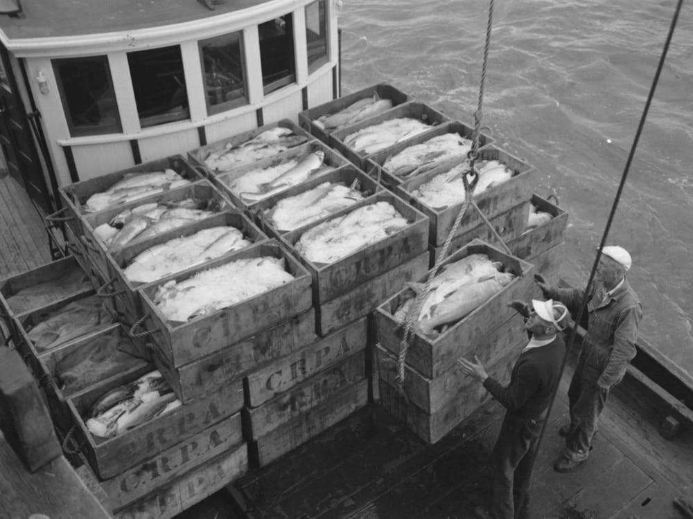 Untitled Photo, Possibly Related To Unloading Boxes Of Salmon From Fishing Boat At Docks Of Columbia River