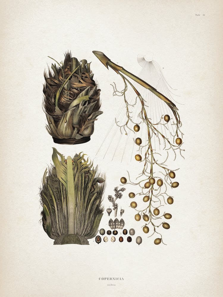 Vintage Martius 5 Cocos Copernicia