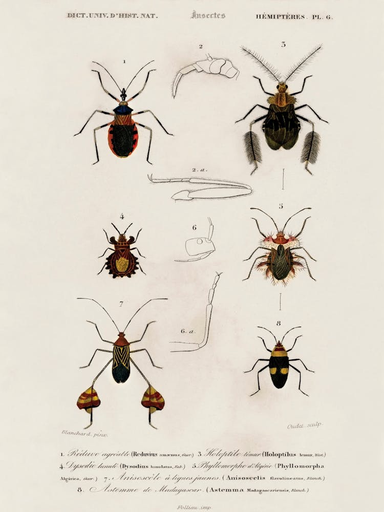 Different Types Of Insects, Charles Dessalines D'Orbigny 4
