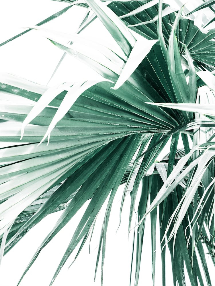 Palm Tree Leaves II
