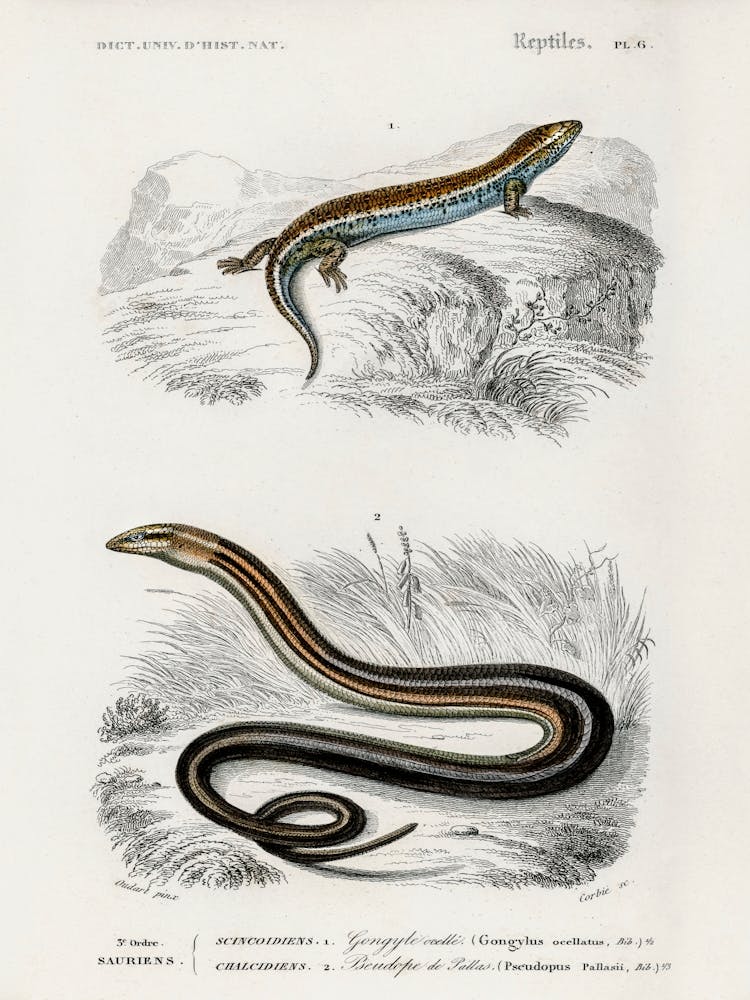 Gongylus Ocellatus And Pseudopus Pallasii, Charles Dessalines D' Orbigny