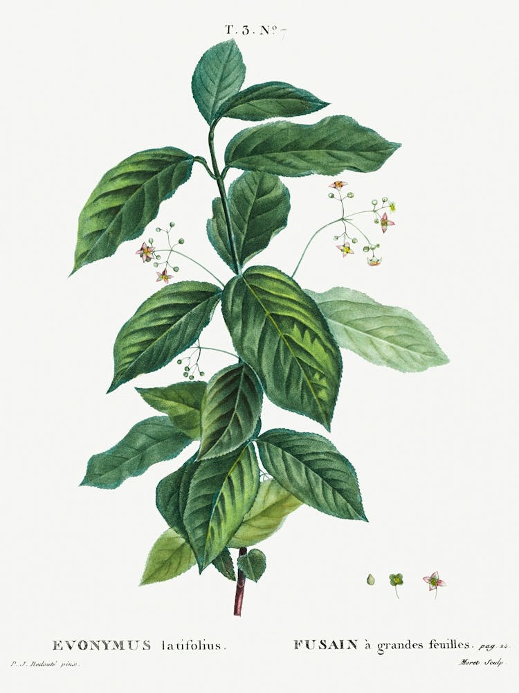 Broadleaf Spindle, Pierre Joseph Redoute