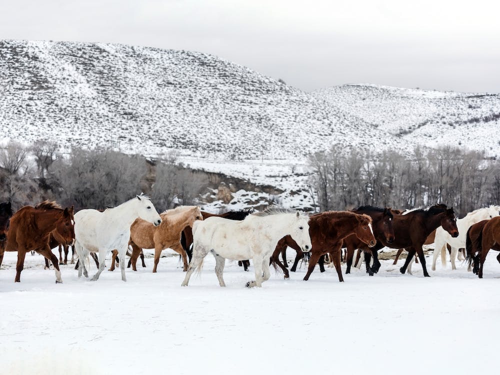 A Mixed Herd Of Wild Horses Wyoming, Carol M Highsmith 