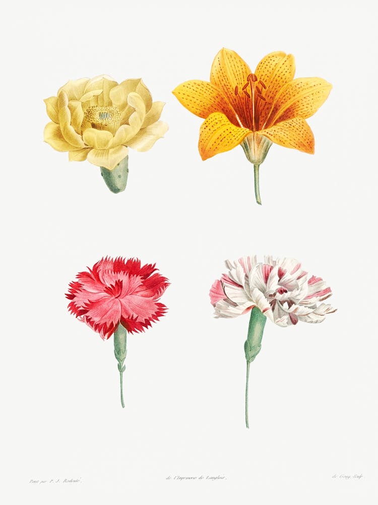 Flower set from La Botanique de J. J. Rousseau, Pierre Joseph Redoute